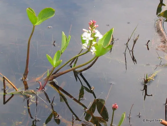 Bog Bean