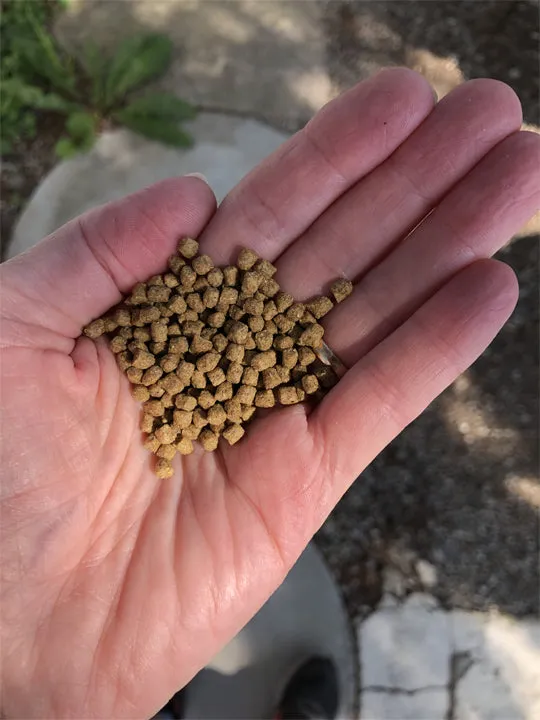 CrystalClear® Summer Staple Fish Food